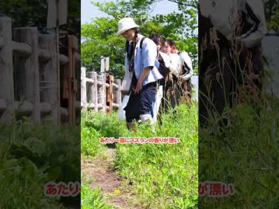 【アソプラス＋】阿蘇市波野のスズランが見ごろ！