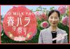 ASO MILK FACTORY「春のバラ祭り」（阿蘇市長からのメッセージあり！）