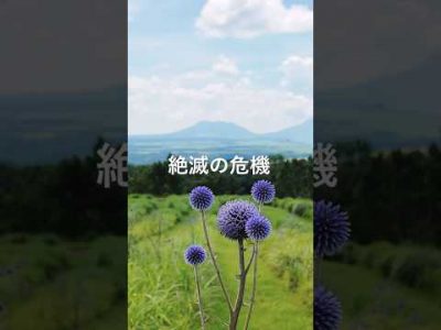 阿蘇市ASO環境共生基金