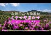ミヤマキリシマ – 阿蘇の春の花 –