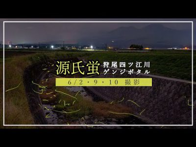 【幻想的】ゲンジボタル – 阿蘇の夏2022 –